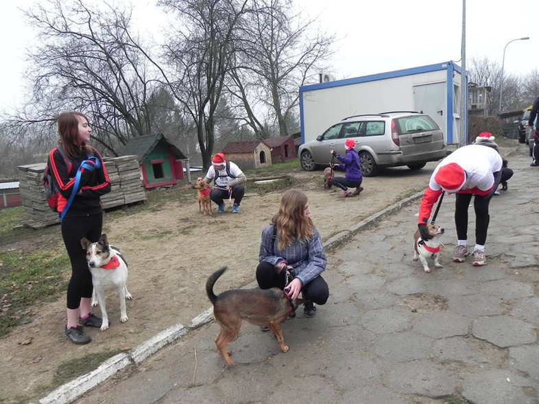 Elbląg, Po biegu nowy dom znalazło pięć psów i jeden kot
