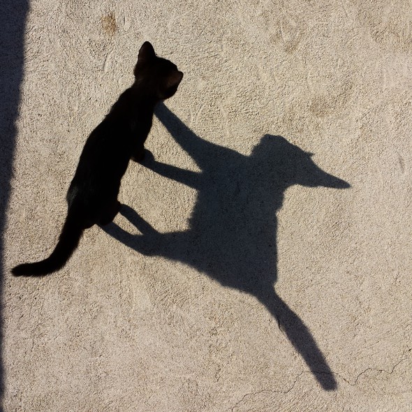 Elbląg, Czarny kot podobno przynosi pecha