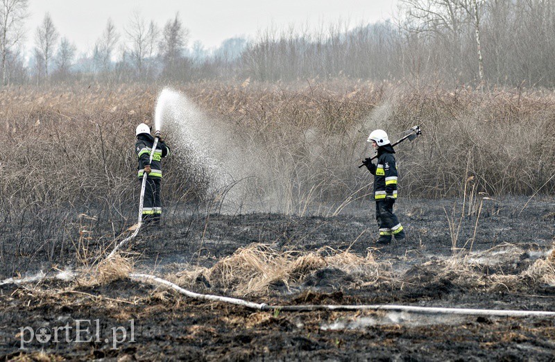 Elbląg, Groźny pożar traw Elbląg, Groźny pożar traw
