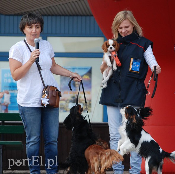 Elbląg, Dzień Psa po elbląsku