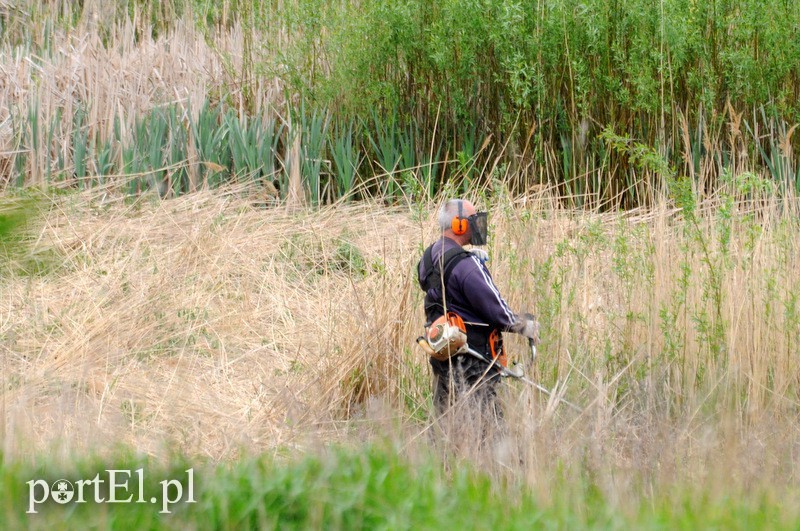 Elbląg, Wycinką na byłym kąpielisku zajmuje się jedna osoba