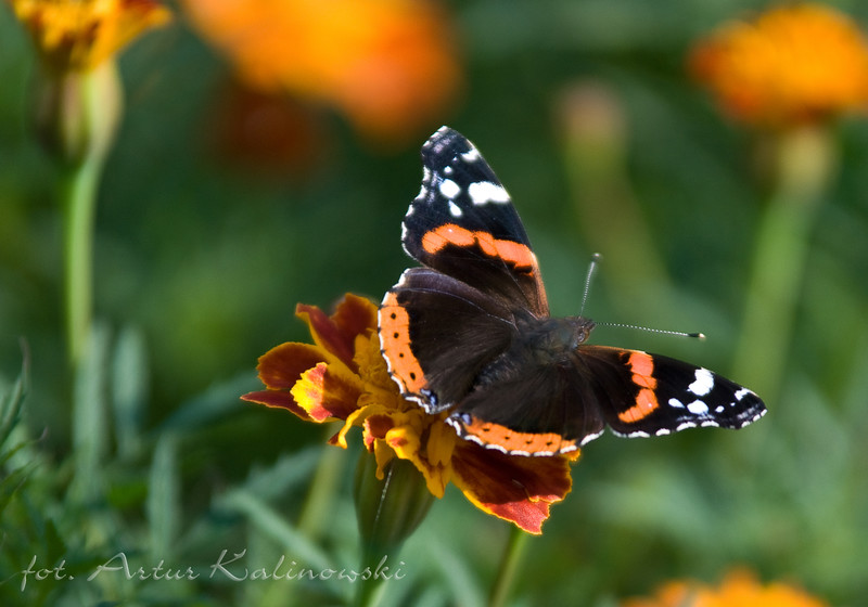 Wakacyjny kurs fotografii w Światowidzie