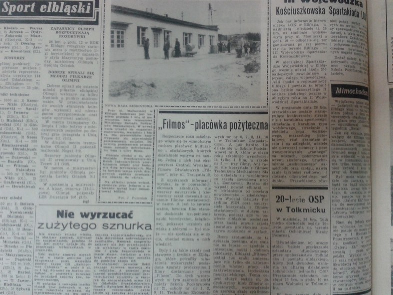 Elbląg, Konie pasące się w pobliżu Galerii EL