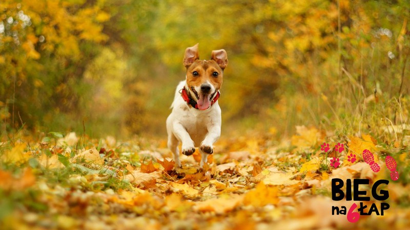 Elbląg, Listopadowy Bieg na Sześć Łap Elbląg, Listopadowy Bieg na Sześć Łap