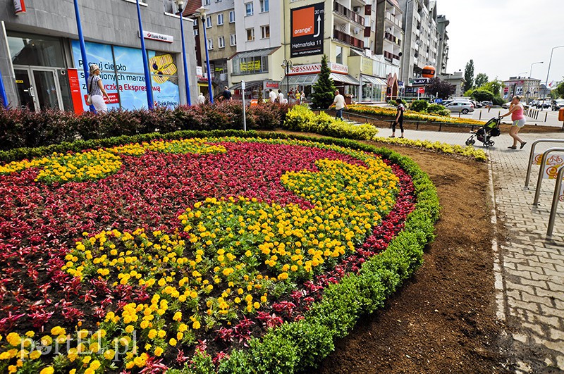 Elbląg, W ubiegłym roku na rabatkach rządził Batman