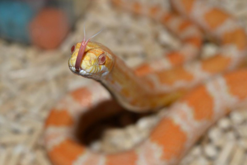 Elbląg, Węży u Adriana jest obecnie najwięcej, były też gady, pająki, owady. Na zdjęciu jeden z lokatorów Elbląg, Węży u Adriana jest obecnie najwięcej, były też gady, pająki, owady. Na zdjęciu jeden z lokatorów