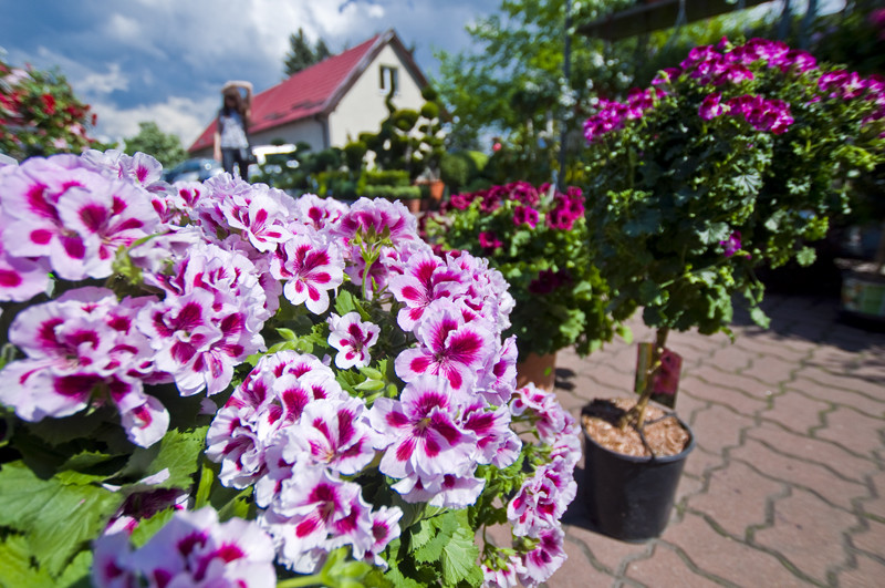 Pelargonia angielska