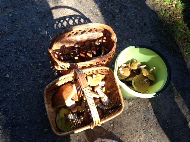 Elbląg, Co najmniej takich zbiorów życzymy grzybiarzom