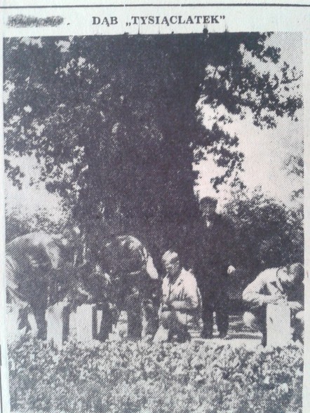 Elbląg, Dąb "Tysiąclatek"