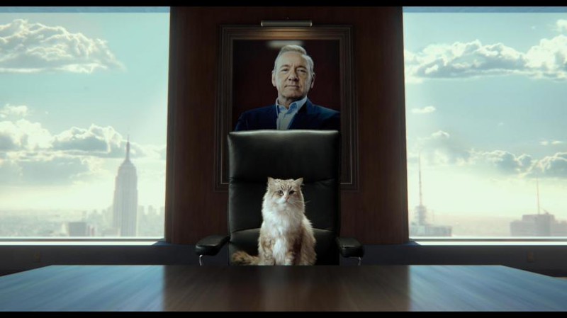 Jak zostać kotem w Światowidzie Jak zostać kotem w Światowidzie