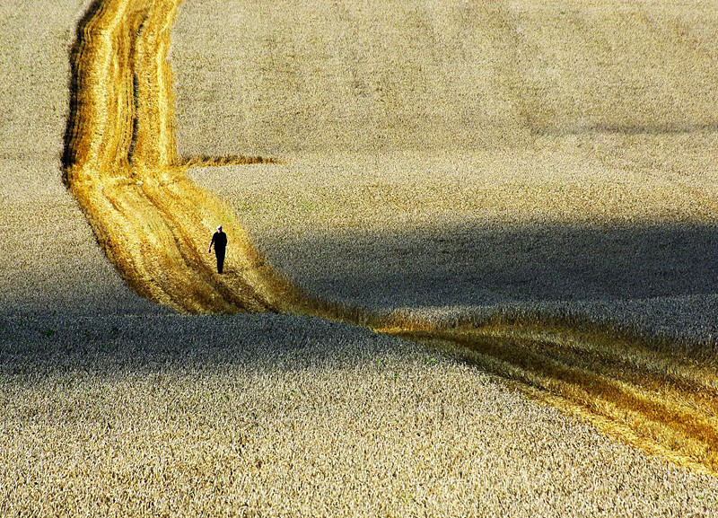 Elbląg, Pola malowane w fotografii