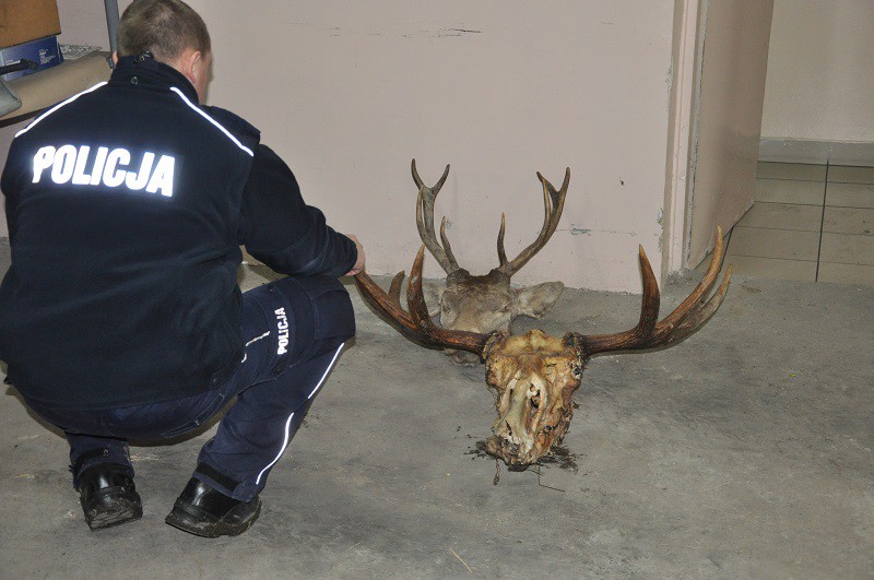 Elbląg, Odpowie za zabicie jelenia i łosia Elbląg, Odpowie za zabicie jelenia i łosia
