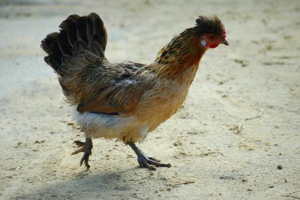 Elbląg, Uchrońmy się przed ptasią grypą