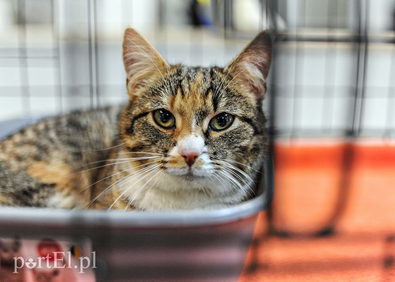 Elbląg, Z miłości do kotów