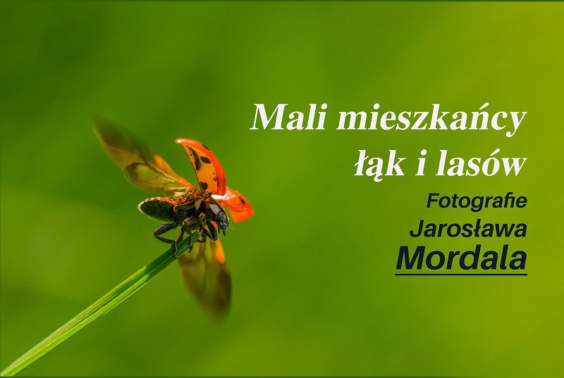 Elbląg, Mali mieszkańcy łąk i lasów w obiektywie Jarosława Mordala