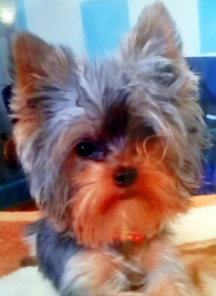 Elbląg, „Uprowadziła” yorka i nie chciała zwrócić