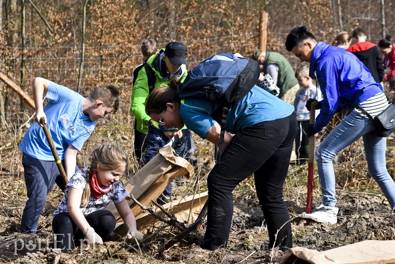 Elbląg, Zasadzili tysiąc nowych drzew