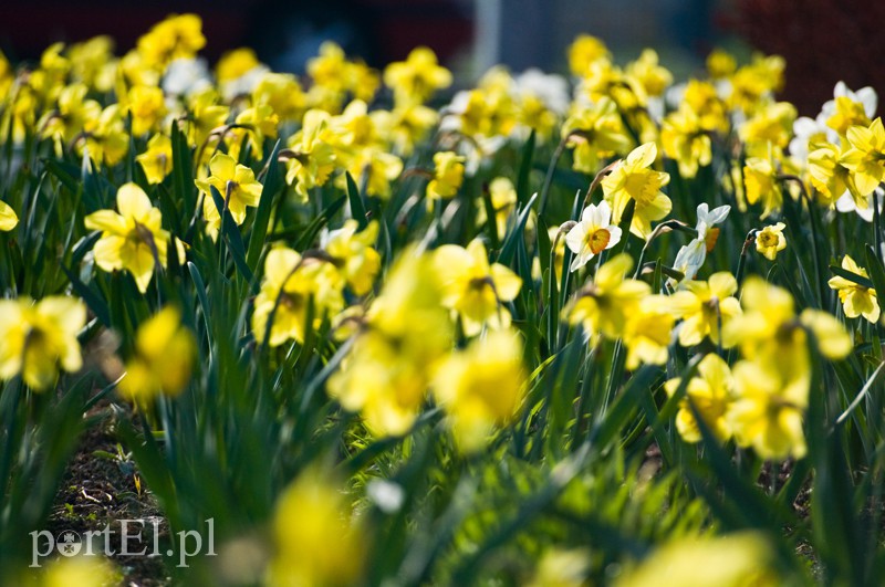 Elbląg, Żonkile są symbolem tej akcji