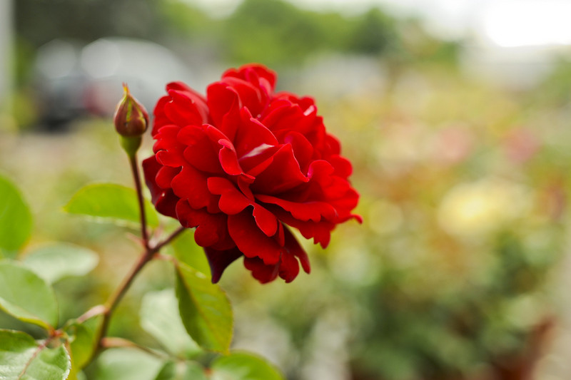 Róże Braci Kordes, odmiana trwała i odporna na choroby