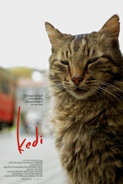 Kedi - sekretne życie kotów w kinie Światowid Kedi - sekretne życie kotów w kinie Światowid