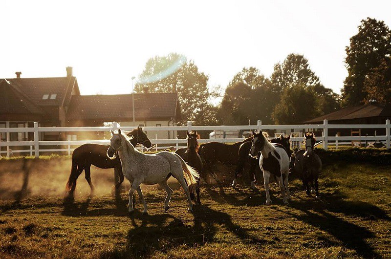 Elbląg, Pony Cup 2017 już wkrótce w Milejewku