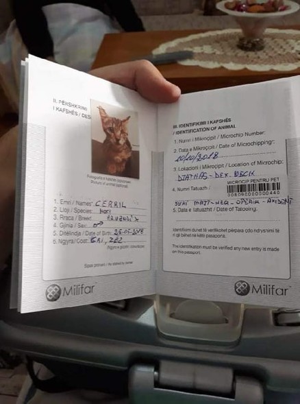 Elbląg, Albański paszport kota felietonistki Elbląg, Albański paszport kota felietonistki