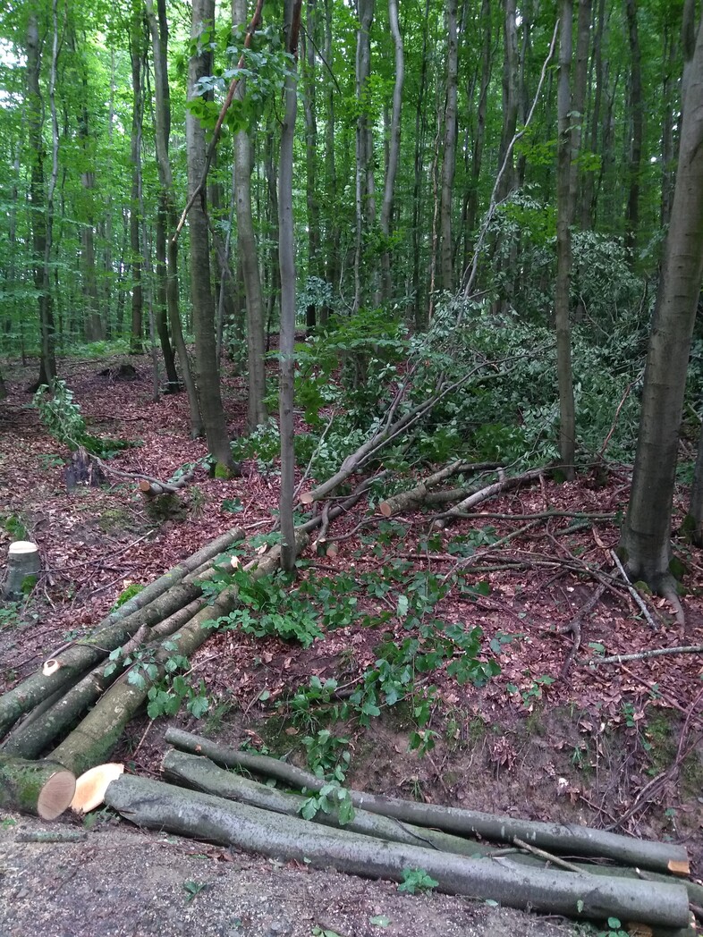 Elbląg, „Nie pozyska się drewna bez wycinania” Elbląg, „Nie pozyska się drewna bez wycinania”