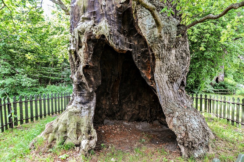 Elbląg, Twardy staruszek z Kadyn