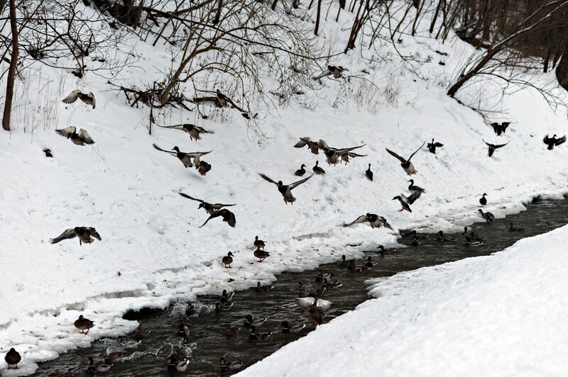 Elbląg, Kacza zagadka nad Kumielą