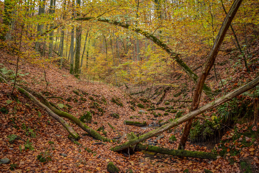 Elbląg, A może tak majówka z noclegiem w lesie?