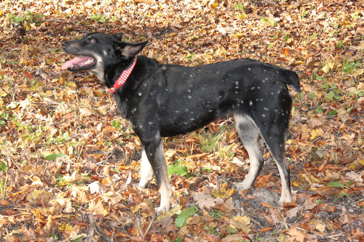 Elbląg, arch. schroniska dla zwierząt