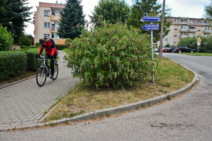 Elbląg, Czytelniczka: Krzaki zasłaniają pieszych przy przejściach