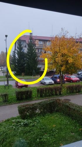 Elbląg, Drzewa, które zakwalifikowane do wycinki przy ul. Sobieskiego,