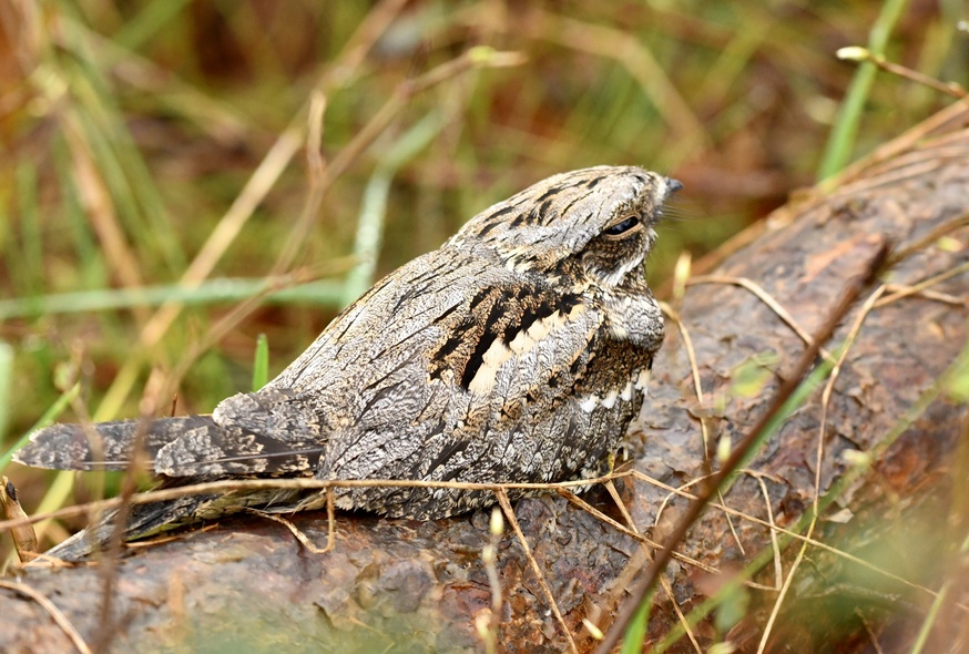 Elbląg, Co łączy motorynkę z dojeniem kóz? (Opowieści z lasu, odc. 341)