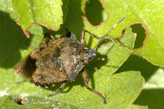 Elbląg, Pożyteczny wampir (Opowieści z lasu, odc. 343)