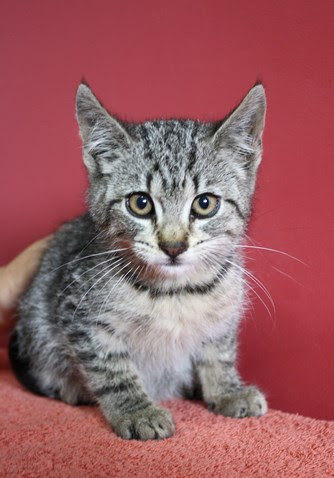 Elbląg, Anetka jako mały kociak, całe życie w schronisku arch. schroniska dla zwierząt