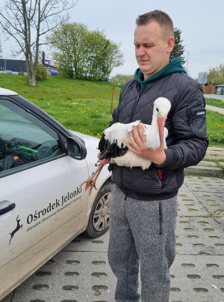 Elbląg, Bocian trafił do Ośrodka Okresowej Rehabilitacji Jelonki,