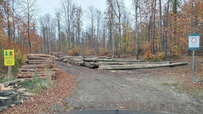 Elbląg, Prace leśne prowadzone są też przy drodze 503,