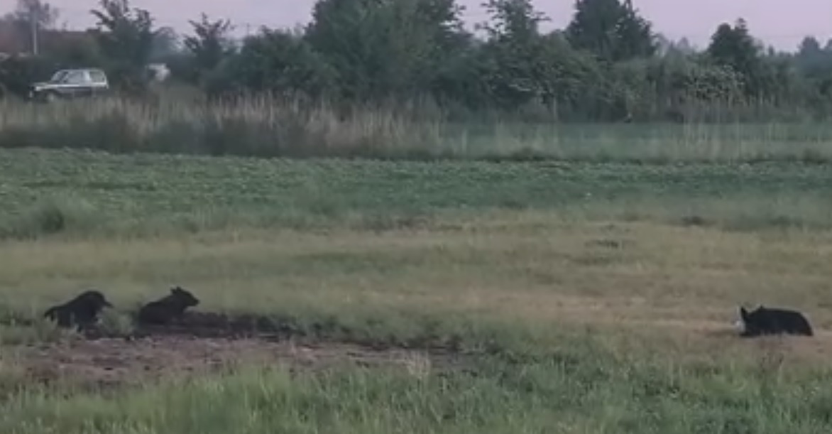 Elbląg, Kadr z filmu Czytelnika, dzikie psy przy ul. Mazurskiej, na wysokości ul. Żytniej