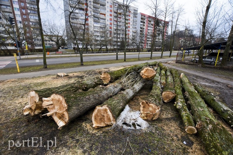 Elbląg, Na Zawadzie wycinka odbywa się za zgodą Urzędu Miejskiego