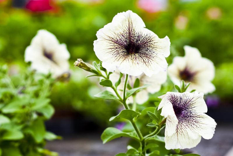 Petunia Cappuccino