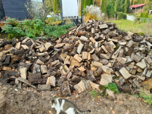 Elbląg SPRZEDAM DĄB NA OPAŁ  