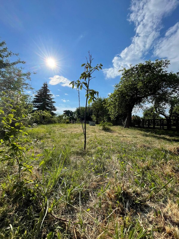 Elbląg DZIAŁKA ROD 240m2 SAPERÓW cena: 8000 zł