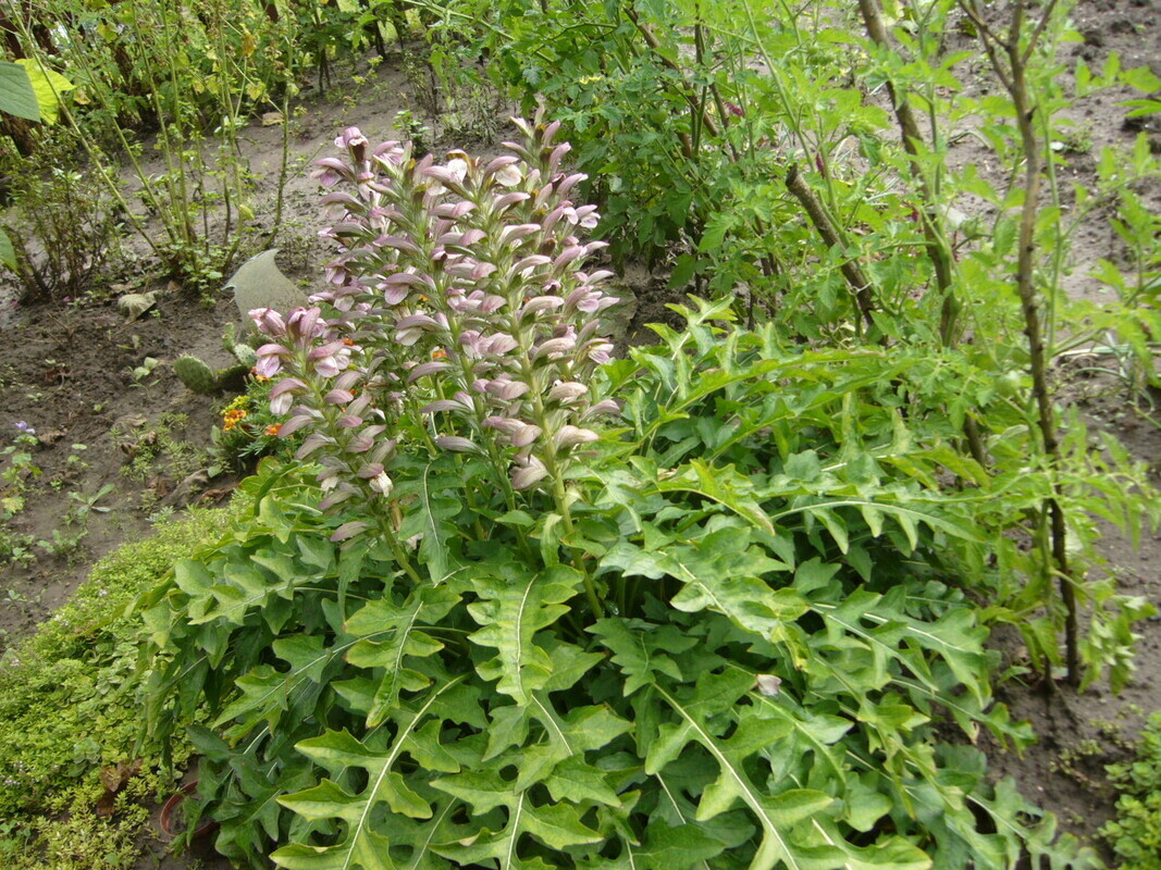 Elbląg akant  -odbiór osobisty  nie wysyłam