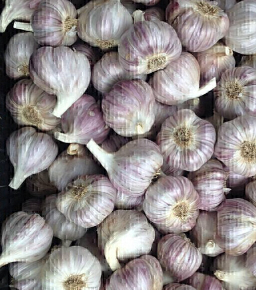 Elbląg Czosnek Harnaś ozimy
Z własnej uprawy bez chemii
Idealny do sadzenia i
do konsumpcji spożywczej
Również