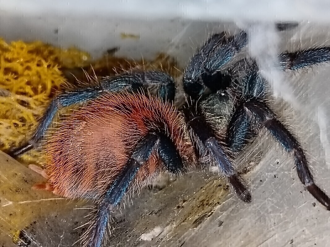 Elbląg Witam. Sprzedam cześć hodowli. 
Parahybana ok 6 dc samica 200 zl
P. Cambridgei L6 ns  60 zl
A. Geniculata ok
