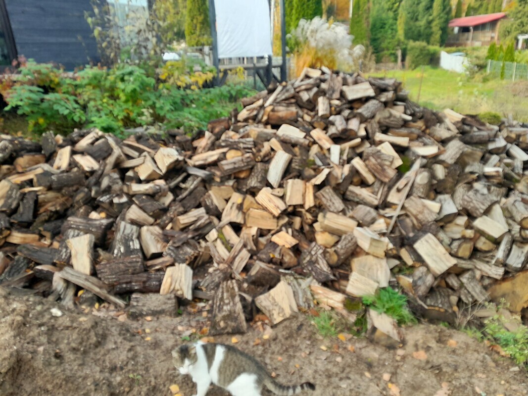 Elbląg SPRZEDAM DĄB NA OPAŁ