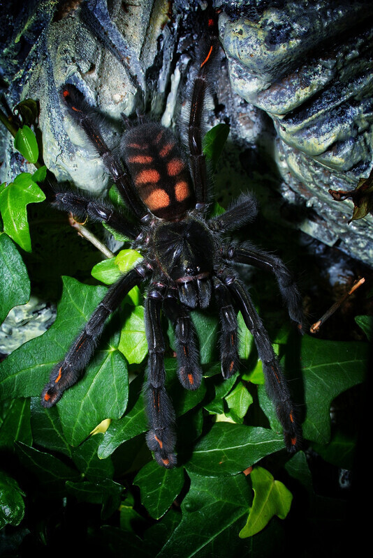 Elbląg Witam. Sprzedam:
- Samica Psalmopeus Irmina
~5.5dc
200 zl.
Odbiór osobisty Elbląg.