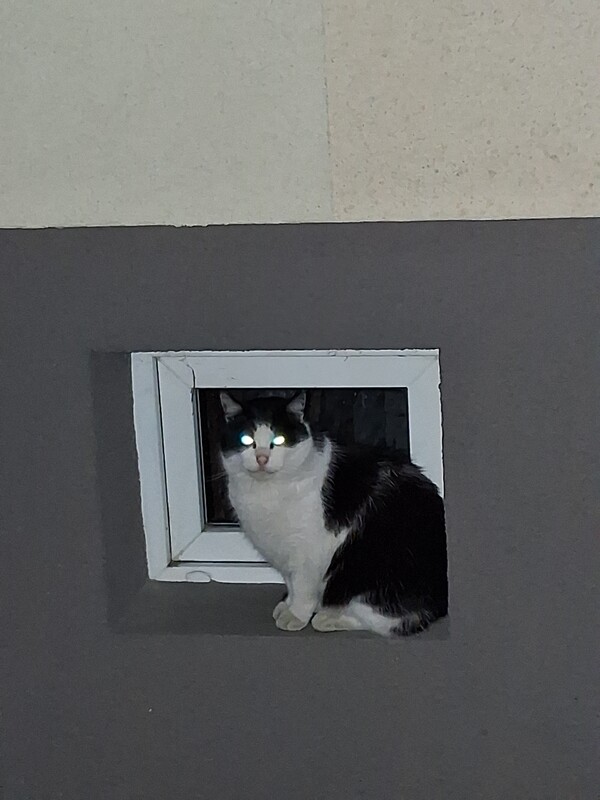 Elbląg Czy komus nie zaginal kot(kotka)od niedzieli poludnia siedzi pod blokiem od strony parkingu przy plk. Dabka