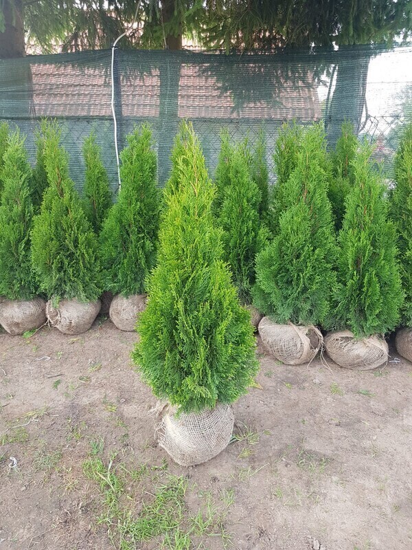 Elbląg Jesienna promocja!!!THUJA SMARAGD OD PRODUCENTA - Myślęcin koło Elblaga. Thuje dostępne w różnych rozmiarach od
